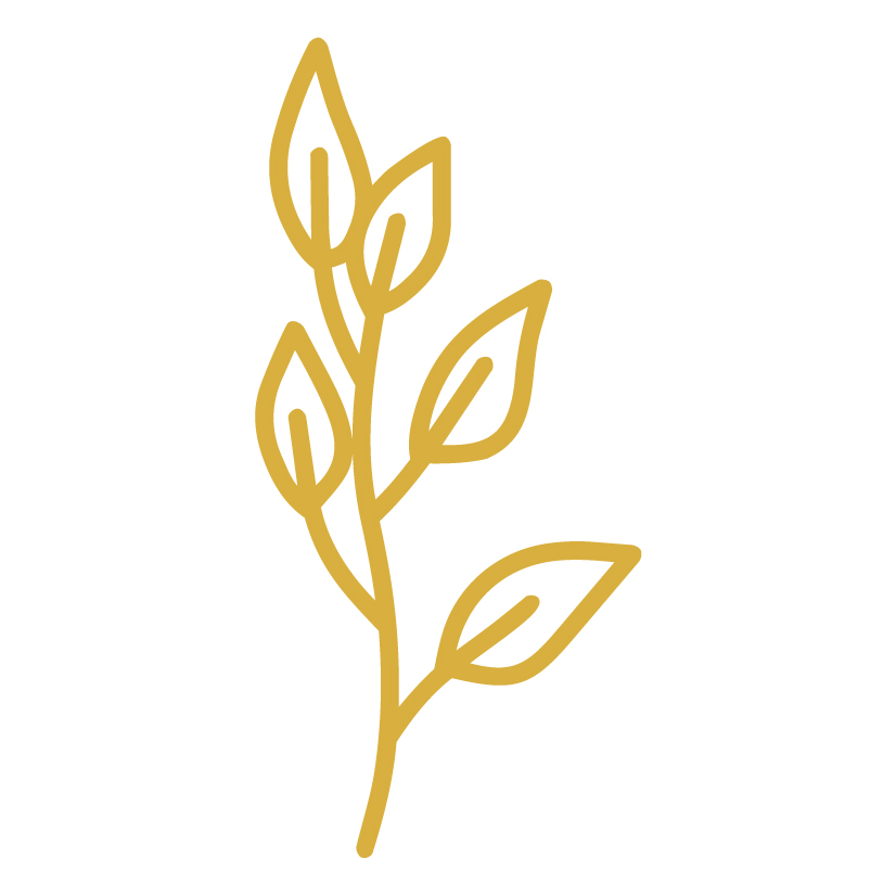 mcc brand file 08.webp leaves icon